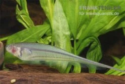 Grüner Messerfisch, Eigenmannia Virescens 3 Grüner Messerfisch, Eigenmannia Virescens -Zoofachgeschäft Eigenmannia virescens gruener messerfisch 1