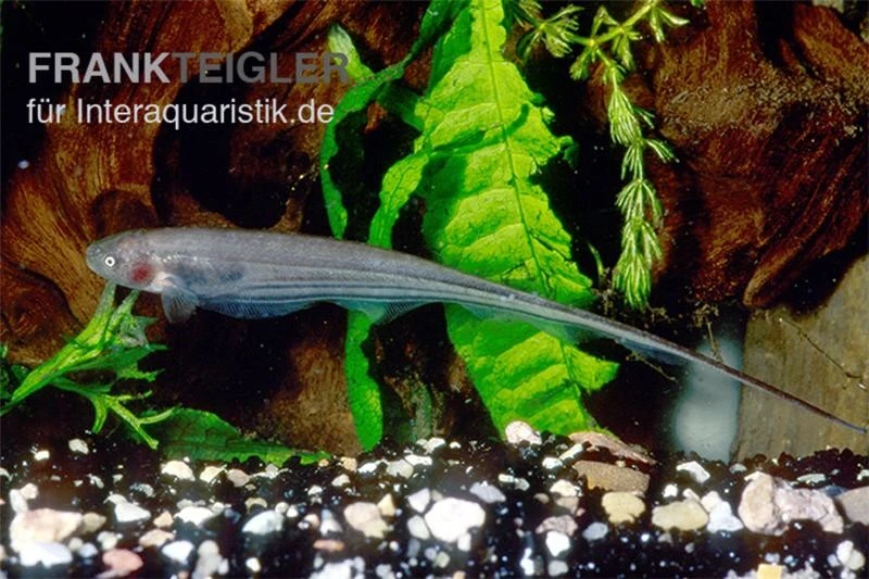 Grüner Messerfisch, Eigenmannia virescens Grüner Messerfisch, Eigenmannia Virescens -Zoofachgeschäft Eigenmannia virescens gruener messerfisch 2