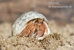 5 Kleine Landeinsiedlerkrebse, Coenobita Spec. -Zoofachgeschäft Einsiedlerkrebs 2 1