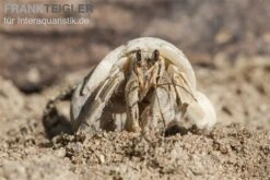 5 Kleine Landeinsiedlerkrebse, Coenobita Spec. -Zoofachgeschäft Einsiedlerkrebs 3 1