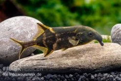 Elefantenfisch, Campylomormyrus Elephas -Zoofachgeschäft Elefantenfisch Campylomormyrus elephas 2