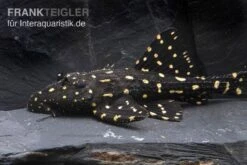 Elfenwels, Acanthicus Adonis -Zoofachgeschäft Elfenwels Acanthicus adonis neu 2