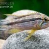 Elisabeth’s Zwergbuntbarsch, Apistogramma Elizabethae -Zoofachgeschäft Elisabeths Zwergbuntbarsch Apistogramma elizabethae neu