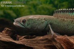 Emerald Green Schlangenkopf, Channa Sp. „Emerald Green“ -Zoofachgeschäft Emerald Green Schlangenkopf Channa sp Emerald Green 2