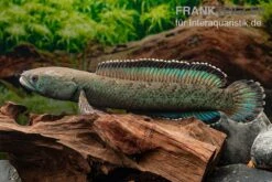 Emerald Green Schlangenkopf, Channa Sp. „Emerald Green“ -Zoofachgeschäft Emerald Green Schlangenkopf Channa sp Emerald Green 3