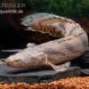 Endlichers Flösselhecht, Polypterus Endlicherii, NZ -Zoofachgeschäft Endlichers Floesselhecht Polypterus endlicherii 1