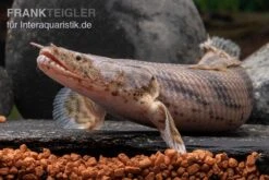 Endlichers Flösselhecht, Polypterus Endlicherii, NZ -Zoofachgeschäft Endlichers Floesselhecht Polypterus endlicherii 4