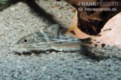 Engel-Antennenwels, Pimelodus Pictus -Zoofachgeschäft Engel Antennenwels Pimelodus pictus neu 2