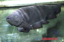 Entenkopf-Messerfisch, Parapteronotus Bonapartii -Zoofachgeschäft Entenkopf Messerfisch Parapteronotus bonapartii 2