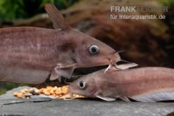 Equinus-Korallenwels, Neosilurus Equinus -Zoofachgeschäft Equinus Korallenwels Neosilurus equinus 2