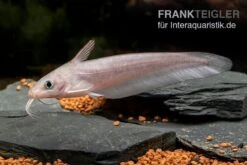 Equinus-Korallenwels, Neosilurus Equinus -Zoofachgeschäft Equinus Korallenwels Neosilurus equinus 4