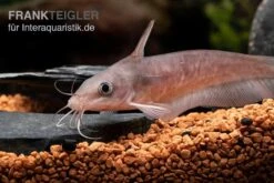 Equinus-Korallenwels, Neosilurus Equinus -Zoofachgeschäft Equinus Korallenwels Neosilurus equinus 5