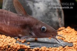 Equinus-Korallenwels, Neosilurus Equinus -Zoofachgeschäft Equinus Korallenwels Neosilurus equinus 6