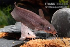 Equinus-Korallenwels, Neosilurus Equinus -Zoofachgeschäft Equinus Korallenwels Neosilurus equinus 7