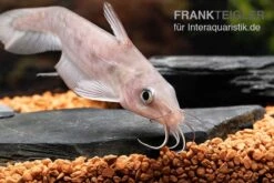 Equinus-Korallenwels, Neosilurus Equinus -Zoofachgeschäft Equinus Korallenwels Neosilurus equinus 8