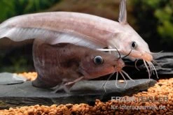 Equinus-Korallenwels, Neosilurus Equinus -Zoofachgeschäft Equinus Korallenwels Neosilurus equinus 9