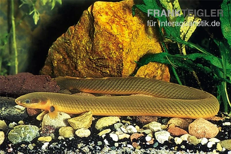 Flösselaal, Erpetoichthys calabaricus, 18-25 cm Flösselaal, Erpetoichthys Calabaricus, 18-25 Cm -Zoofachgeschäft Erpetoichthys calabaricus floesselaal 1