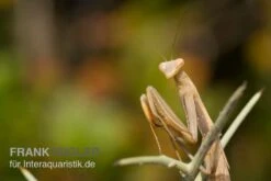 Europäische Gottesanbeterin, Mantis Religiosa -Zoofachgeschäft Europaeische Gottesanbeterin Mantis religiosa