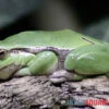 Europäischer Laubfrosch, Hyla Arborea -Zoofachgeschäft Europaeischer Laubfrosch Hyla arborea