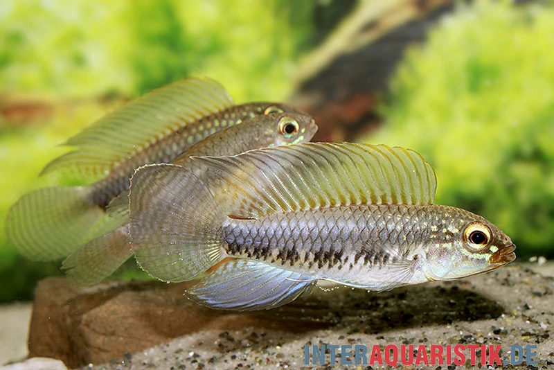 Fadenflossen-Zwergbuntbarsch, Apistogramma iniridae, paarweise Fadenflossen-Zwergbuntbarsch, Apistogramma Iniridae, Paarweise -Zoofachgeschäft Fadenflossen Zwergbuntbarsch Apistogramma iniridae 2