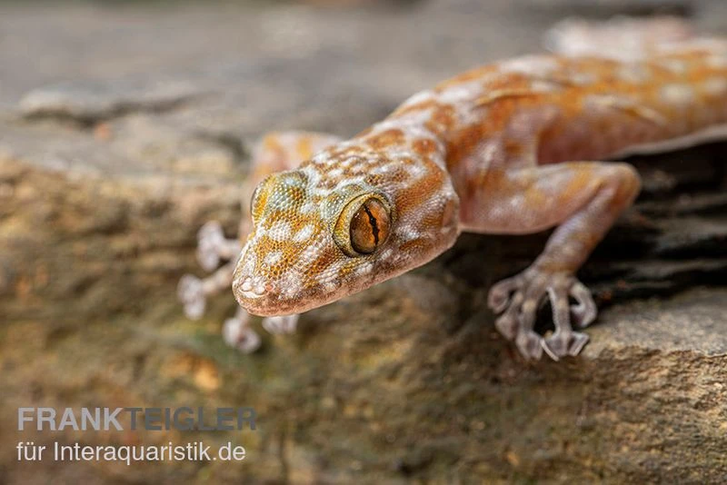 Fächerfingergecko, Ptyodactylus ragazzi Fächerfingergecko, Ptyodactylus Ragazzi -Zoofachgeschäft Faecherfingergecko Ptyodactylus ragazzi 1