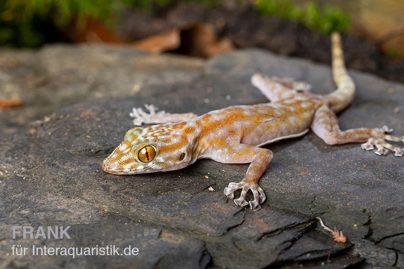 Fächerfingergecko, Ptyodactylus ragazzi Fächerfingergecko, Ptyodactylus Ragazzi -Zoofachgeschäft Faecherfingergecko Ptyodactylus ragazzi 2