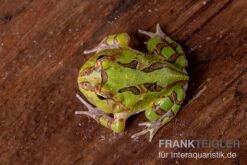 Fantasy Pacman Frog Grün, Ceratophrys Cornuta X Ceratophrys Cranwelli 4 Fantasy Pacman Frog Grün, Ceratophrys Cornuta X Ceratophrys Cranwelli -Zoofachgeschäft Fantasy Pacman Frog gruen C cornuta x C cranwelli 03
