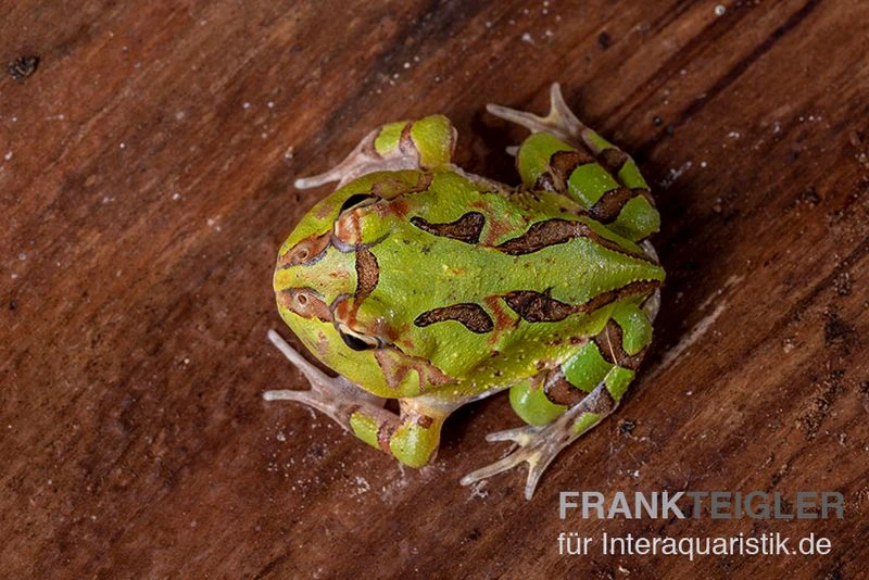 Fantasy Pacman Frog grün, Ceratophrys cornuta x Ceratophrys cranwelli Fantasy Pacman Frog Grün, Ceratophrys Cornuta X Ceratophrys Cranwelli -Zoofachgeschäft Fantasy Pacman Frog gruen C cornuta x C cranwelli 03