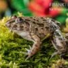 Südostasiatischer Reisfrosch, Fejervarya Limnocharis -Zoofachgeschäft Fejervarya limnocharis Suedostasiatischer Reisfrosch