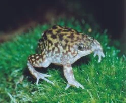 Ferkelfrosch, Hemisus Marmoratus -Zoofachgeschäft Ferkelfrosch Hemisus marmoratus