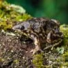 Ferkelfrosch, Hemisus Marmoratus -Zoofachgeschäft Ferkelfrosch Hemisus marmoratus neu 1