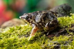 Ferkelfrosch, Hemisus Marmoratus -Zoofachgeschäft Ferkelfrosch Hemisus marmoratus neu 3