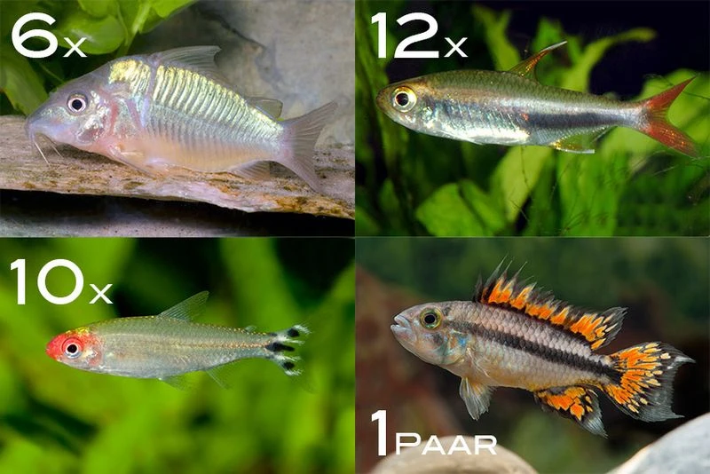 Zierfisch-Sortiment Amazonas für 100 cm Zierfisch-Sortiment Amazonas Für 100 Cm -Zoofachgeschäft Fischsortiment Amazonas 100