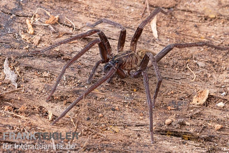 Fishing Spider, Dolomedes sp. Nigeria Fishing Spider, Dolomedes Sp. Nigeria -Zoofachgeschäft Fishing Spider Dolomedes sp Nigeria 2