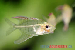 Flammen-Glasbarsch, Gymnochanda Verae