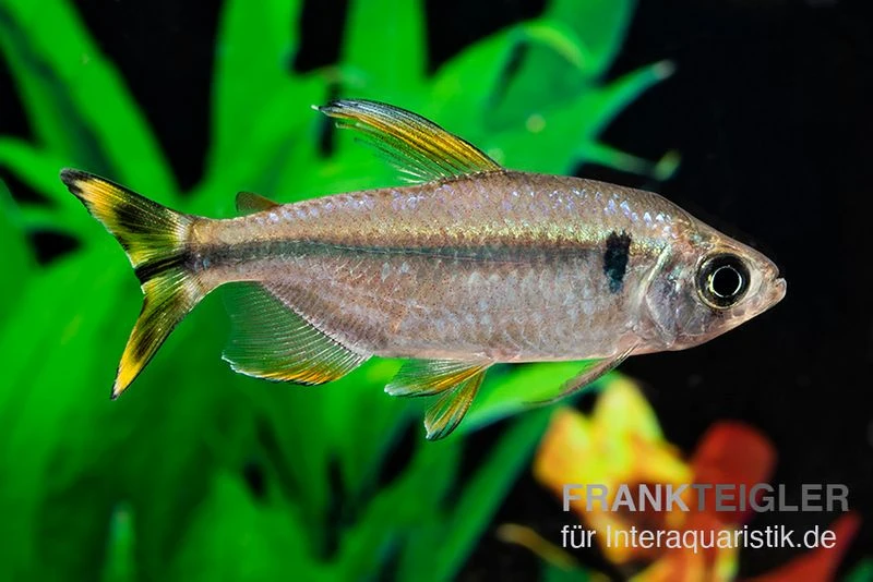 Flammenkongosalmler, Alestopetersius nigropterus Flammenkongosalmler, Alestopetersius Nigropterus -Zoofachgeschäft Flammenkongosalmler Alestopetersius nigropterus 1 1