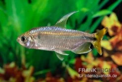 Flammenkongosalmler, Alestopetersius Nigropterus 4 Flammenkongosalmler, Alestopetersius Nigropterus -Zoofachgeschäft Flammenkongosalmler Alestopetersius nigropterus 2 1