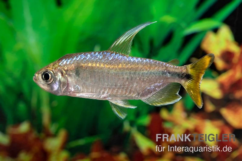 Flammenkongosalmler, Alestopetersius nigropterus Flammenkongosalmler, Alestopetersius Nigropterus -Zoofachgeschäft Flammenkongosalmler Alestopetersius nigropterus 2 1