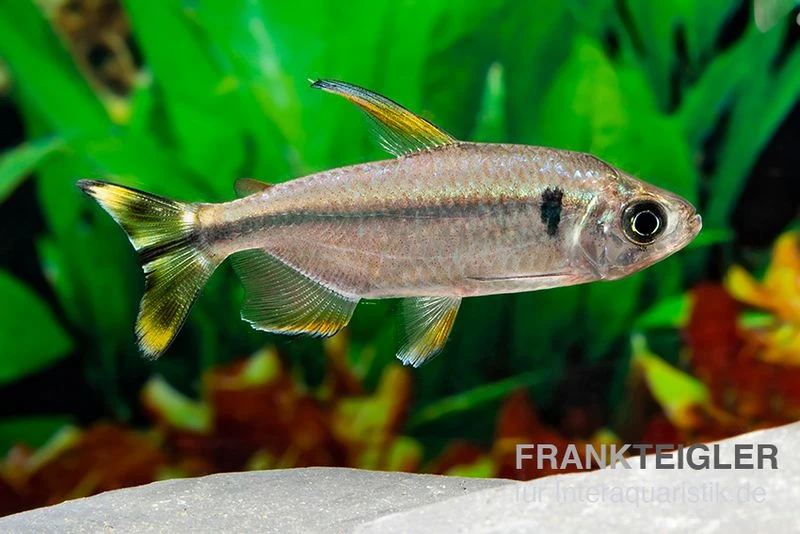 Flammenkongosalmler, Alestopetersius nigropterus Flammenkongosalmler, Alestopetersius Nigropterus -Zoofachgeschäft Flammenkongosalmler Alestopetersius nigropterus 3