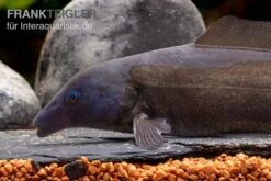 Flaschenmaul-Nilhecht, Mormyrus Longirostris -Zoofachgeschäft Flaschenmaul Nilhecht Mormyrus longirostris 1