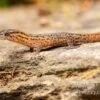 Florida-Riff-Gecko, Sphaerodactylus Notatus