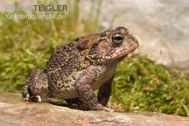 Floridakröte, Bufo terrestris Floridakröte, Bufo Terrestris -Zoofachgeschäft Floridakroete Bufo terrestris 2