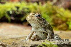 Flussfrosch, Rana Heckscheri 4 Flussfrosch, Rana Heckscheri -Zoofachgeschäft Flussfrosch Rana heckscheri 3