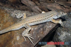 Franseneidechse, Acanthodactylus Boskianus -Zoofachgeschäft Franseneidechse Acanthodactylus boskianus 3