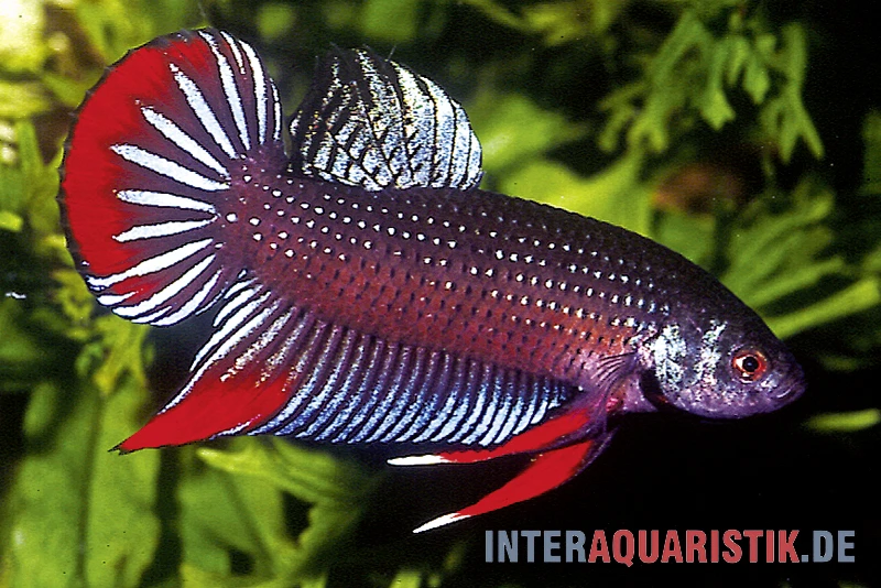 Friedlicher Kampffisch, Betta imbellis Friedlicher Kampffisch, Betta Imbellis -Zoofachgeschäft Friedlicher Kampffisch Betta imbellis neu 2
