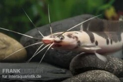 Froschwels Marmor, Clarias Batrachus 3 Froschwels Marmor, Clarias Batrachus -Zoofachgeschäft Froschwels marmor Clarias batrachus