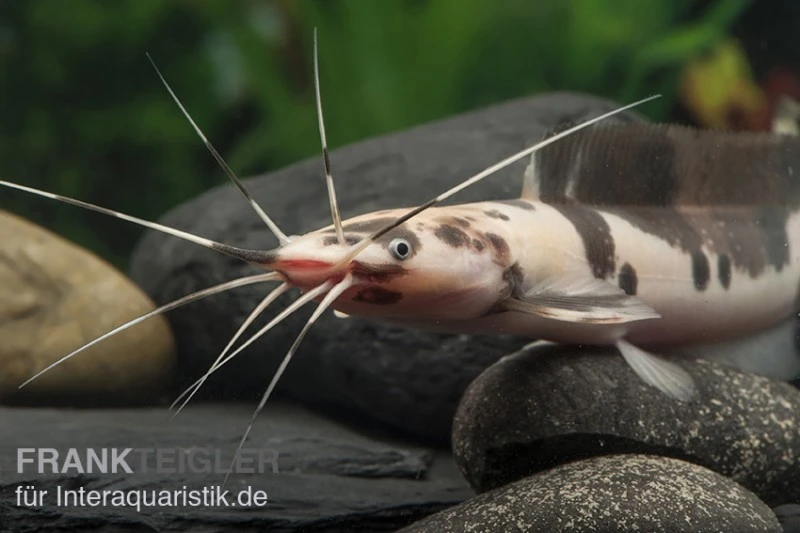 Froschwels marmor, Clarias batrachus Froschwels Marmor, Clarias Batrachus -Zoofachgeschäft Froschwels marmor Clarias batrachus