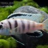 Fsh Perlosi, Hybride Aus Pseudotropheus/Labidochromis, DNZ 1 Fsh Perlosi, Hybride Aus Pseudotropheus/Labidochromis, DNZ -Zoofachgeschäft Fsh perlosi