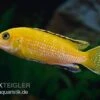 Goldener Fsh Perlosi, Fsh Perlosi Gold -Zoofachgeschäft Fsh perlosi Gold 3