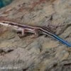 Fünfstreifenskink, Trachylepis Quinquetaeniata 1 Fünfstreifenskink, Trachylepis Quinquetaeniata -Zoofachgeschäft Fuenfstreifenskink Trachylepis quinquetaeniata 2 neu jpg